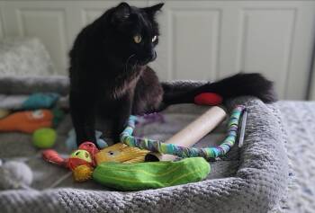 Gypsy Bear -  Domestic Long Hair Cat for Adoption in Overland Park, Kansas - Gypsy Bear | PetCurious