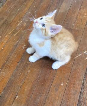 Domestic Short Hair Cats Available for Adoption in Greensburg, Pennsylvania - Kody  | PetCurious