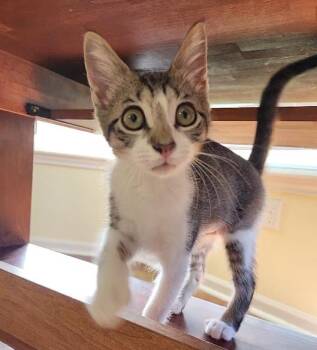 Spot -  Domestic Short Hair Cat for Adoption in Lafayette, Louisiana - Spot | PetCurious