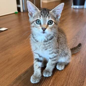 Suds -  Domestic Short Hair Cat for Adoption in Falls Church, Virginia - Suds | PetCurious