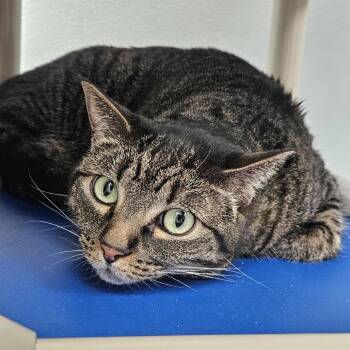 Bobcat -  Domestic Short Hair Cat for Adoption in Lakewood, Colorado - Bobcat | PetCurious