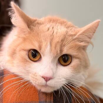 Lilly -  Domestic Medium Hair Cat for Adoption in Pittsford, Vermont - Lilly | PetCurious