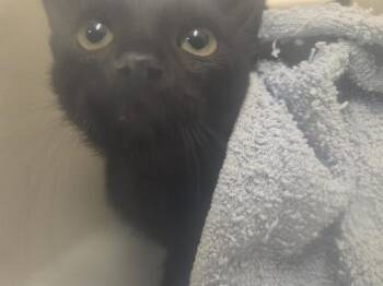 BAZ -  Domestic Short Hair Cat for Adoption in Kent, Washington - BAZ | PetCurious
