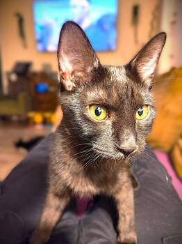 "Precious" Biscuit Maker -  Domestic Short Hair Cat for Adoption in Fort Myers, Florida - "Precious" Biscuit Maker | PetCurious