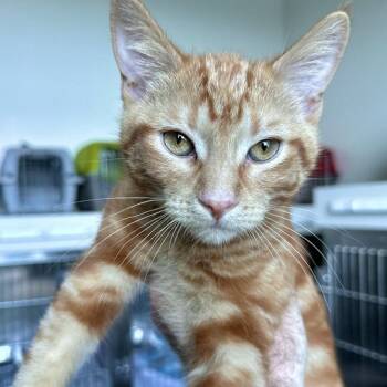 Hansel -  Domestic Short Hair Cat for Adoption in Matteson, Illinois - Hansel | PetCurious