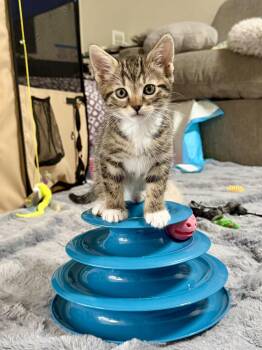Domestic Short Hair and Tabby Cats Available for Adoption in Fremont, California - ODIN - Bonded With Falcon | PetCurious