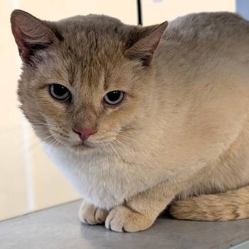 Domestic Short Hair Cats Available for Adoption - Goose | PetCurious
