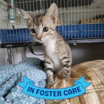 FIFER -  Domestic Short Hair Cat for Adoption in Tallahassee, Florida - FIFER | PetCurious