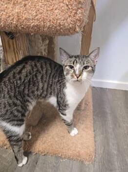 Gouda -  Domestic Short Hair Cat for Adoption in Franklin Township, New Jersey - Gouda | PetCurious