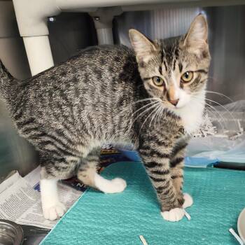 Jim -  Domestic Short Hair Cat for Adoption in Jersey City, New Jersey - Jim | PetCurious