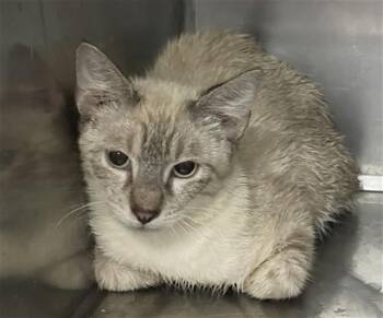 MIATA -  Domestic Short Hair Cat for Adoption in Killeen, Texas - MIATA | PetCurious