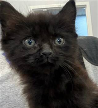 OTTO -  Domestic Medium Hair Cat for Adoption in Palmetto, Florida - OTTO | PetCurious