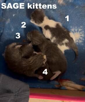 Domestic Short Hair Cats Available for Adoption - Stella | PetCurious