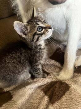 Kickapoo -  Domestic Short Hair Cat for Adoption in Shawnee, Oklahoma - Kickapoo | PetCurious