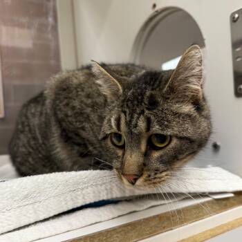 Mr. Cat -  Domestic Short Hair Cat for Adoption in Cheyenne, Wyoming - Mr. Cat | PetCurious