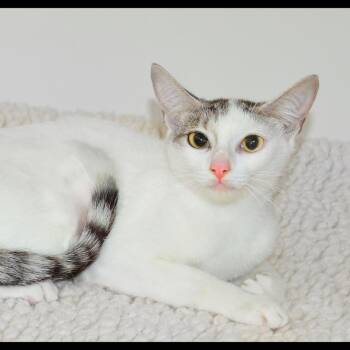 Jane -  American Shorthair Cat for Adoption in San Andreas, California - Jane | PetCurious