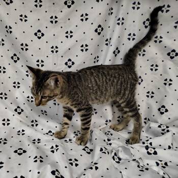 Frank -  Domestic Short Hair Cat for Adoption in Coos Bay, Oregon - Frank | PetCurious