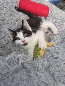 Water Bug -  Domestic Short Hair Cat for Adoption in Royal Oak, Michigan - Water Bug | PetCurious