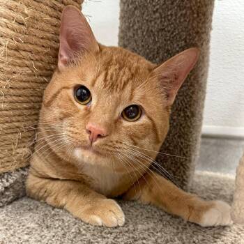 Domestic Short Hair Cats Available for Adoption in Murray, Utah - Oliver | PetCurious