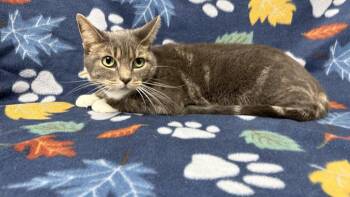 Katie -  Domestic Short Hair Cat for Adoption in Valdosta, Georgia - Katie | PetCurious