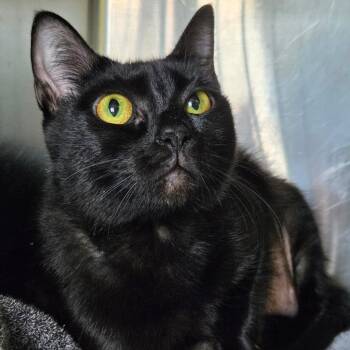 Polly Pawket -  Domestic Short Hair Cat for Adoption in Asheville, North Carolina - Polly Pawket | PetCurious