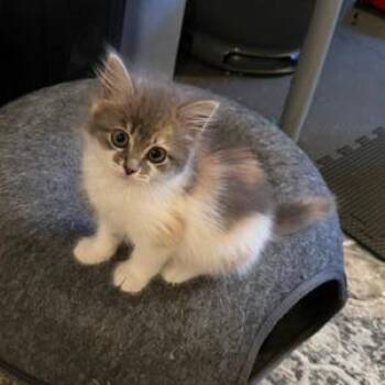 Indie (adopt with Apache) -  Domestic Medium Hair Cat for Adoption in Fayetteville, Georgia - Indie (adopt With Apache) | PetCurious