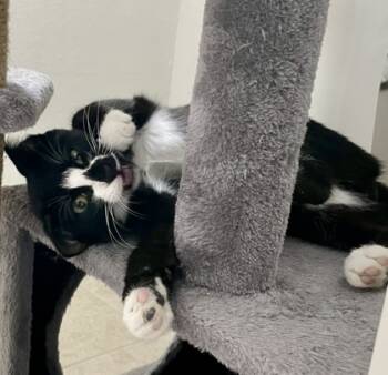 Rescue Domestic Short Hair Cats for Adoption in Fort Worth, Texas - Jake (pre Adopt) | PetCurious
