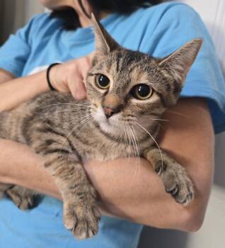 Nutmeg -  Domestic Short Hair Cat for Adoption in Dickson, Tennessee - Nutmeg | PetCurious