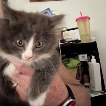 Chimkin -  Domestic Short Hair Cat for Adoption in Westminster, California - Chimkin | PetCurious