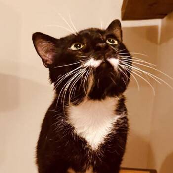 James Bond Ansar -  Domestic Short Hair Cat for Adoption in Merrifield, Virginia - James Bond Ansar | PetCurious