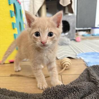 Domestic Short Hair Cats Available for Adoption in Pinellas Park, Florida - Dumpling | PetCurious
