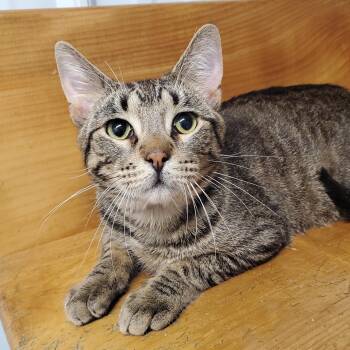 Marty -  Domestic Short Hair Cat for Adoption in Marseilles, Illinois - Marty | PetCurious
