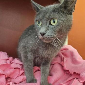 Penelope -  Domestic Short Hair Cat for Adoption in Janesville, Wisconsin - Penelope | PetCurious