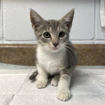 CHANTILLY -  Domestic Short Hair Cat for Adoption in Tallahassee, Florida - CHANTILLY | PetCurious