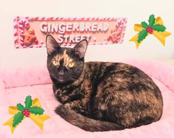 Rescue Tortoiseshell Cats for Adoption in Miami, Arizona - Bella Angelwing | PetCurious
