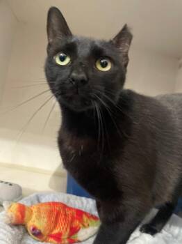 Belladonna -  Domestic Short Hair Cat for Adoption in Corpus Christi, Texas - Belladonna | PetCurious