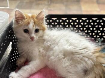 RAVIOLI -  Domestic Long Hair Cat for Adoption in Pueblo, Colorado - RAVIOLI | PetCurious