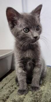 American Shorthair Cats Available for Adoption in Van Wert, Ohio - Lallybrock | PetCurious