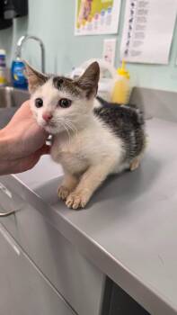 Dune -  Domestic Short Hair Cat for Adoption in Athens, Tennessee - Dune | PetCurious