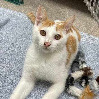 Aemond -  Domestic Short Hair Cat for Adoption in Wheaton, Illinois - Aemond | PetCurious