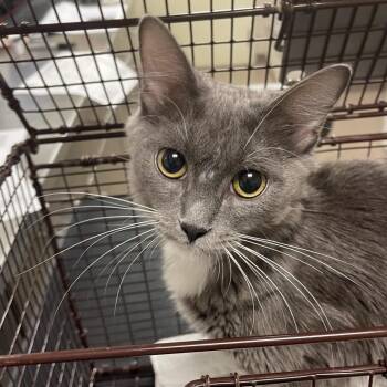 Inu -  Domestic Short Hair Cat for Adoption in Chicago, Illinois - Inu | PetCurious