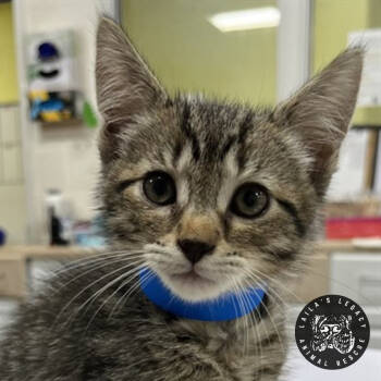 Rescue Domestic Short Hair Cats for Adoption in Washington, District Of Columbia - Briggs | PetCurious