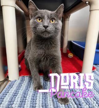 Doris Pancake -  Domestic Short Hair and Russian Blue Cat for Adoption in Nevada, Iowa - Doris Pancake | PetCurious