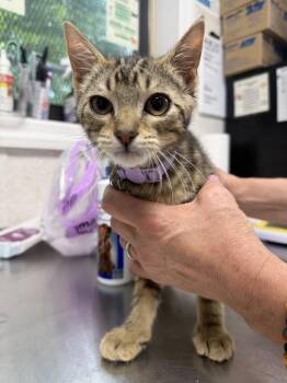Dax -  Domestic Short Hair Cat for Adoption in Pomona, New York - Dax | PetCurious
