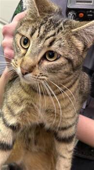 Domestic Short Hair Cats Available for Adoption - A138605 | PetCurious