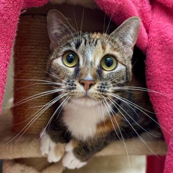 Torbie Cats Available for Adoption - Smoochie | PetCurious