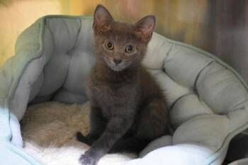 Domestic Short Hair Cats Available for Adoption in Kansas City, Missouri - Tiger Blood | PetCurious