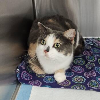 Sandy -  Domestic Short Hair Cat for Adoption in Clearwater, Florida - Sandy | PetCurious