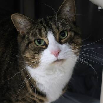 Rescue Domestic Short Hair Cats for Adoption in Newark, New Jersey - Annabelle | PetCurious