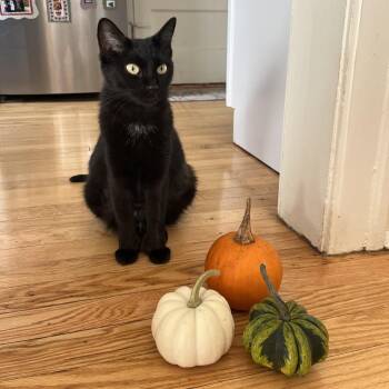 Spooky -  Domestic Short Hair Cat for Adoption in Evanston, Illinois - Spooky | PetCurious
